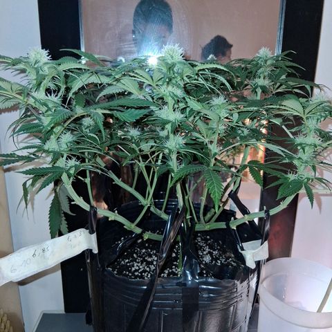 3 Critical Orange Punch growlog photo: Hoy descubrimos q el medidor marcaba 0.8 mas de lo real. ph 5.3 en sustratos pero siempre comiendo. proximos riegos ph 7.0 real tricodermas y booster