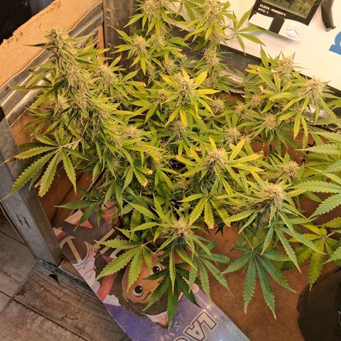 2 Auto Power Plant growlog timeline photo
