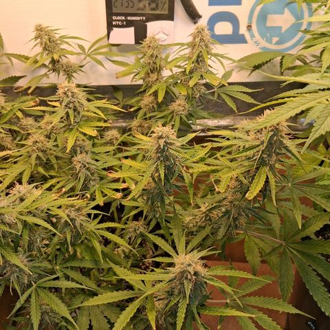 2 Auto Power Plant growlog timeline photo