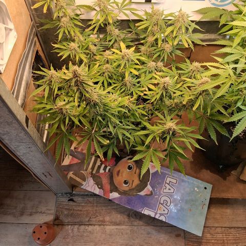 2 Auto Power Plant growlog timeline photo
