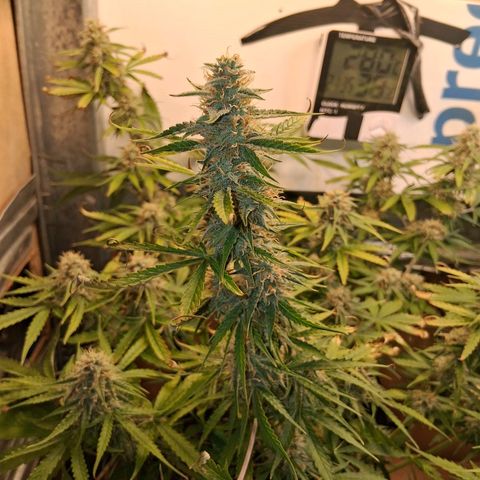 2 Auto Power Plant growlog timeline photo