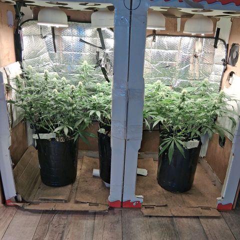 3 Critical Orange Punch growlog timeline photo