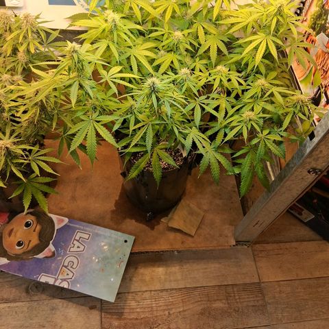2 Auto Power Plant growlog timeline photo