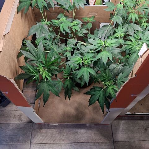 2 Egypto Indian seeds growlog timeline photo