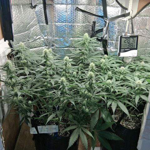 3 Critical Orange Punch growlog timeline photo