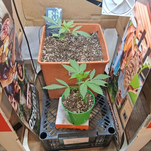 2 Rainbow maker Bsf  growlog timeline photo