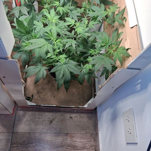 2 Egypto Indian seeds growlog timeline photo