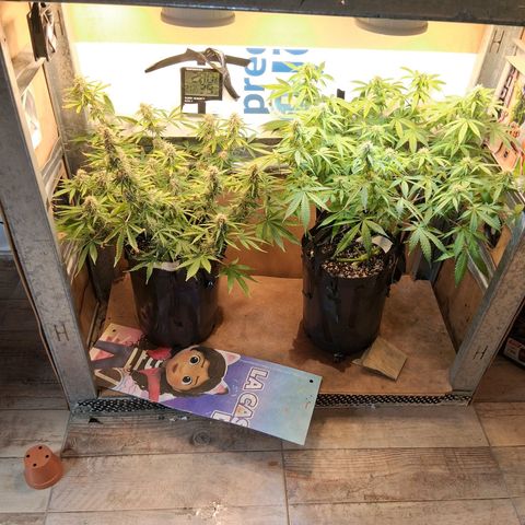 2 Auto Power Plant growlog timeline photo