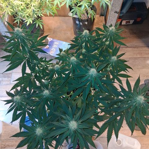 3 Critical Orange Punch growlog photo: Hoy descubrimos q el medidor marcaba 0.8 mas de lo real. ph 5.3 en sustratos pero siempre comiendo. proximos riegos ph 7.0 real tricodermas y booster