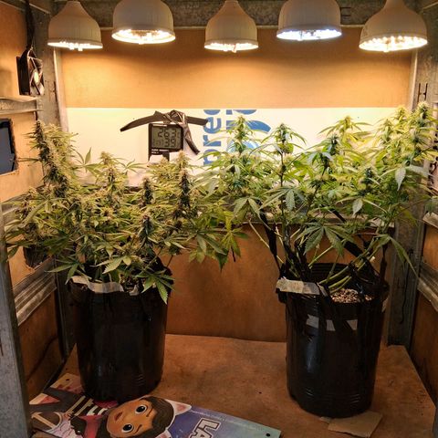 2 Auto Power Plant growlog timeline photo