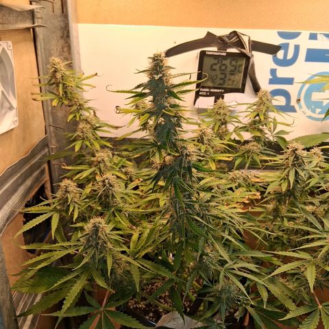 2 Auto Power Plant growlog timeline photo
