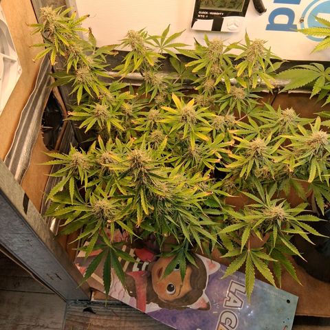 2 Auto Power Plant growlog timeline photo