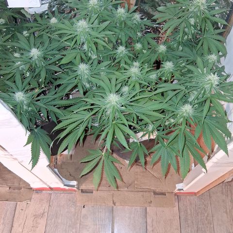 3 Critical Orange Punch growlog timeline photo