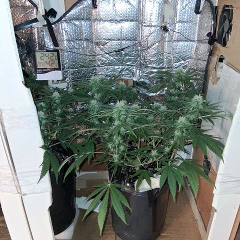 3 Critical Orange Punch growlog timeline photo