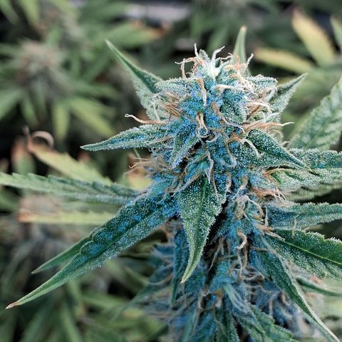 2 Auto Power Plant growlog timeline photo