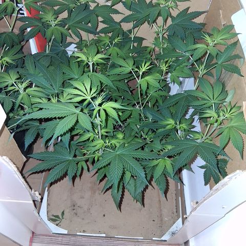 2 Egypto Indian seeds growlog timeline photo