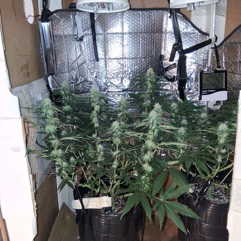 3 Critical Orange Punch growlog timeline photo