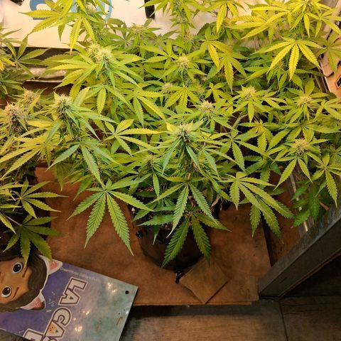 2 Auto Power Plant growlog timeline photo