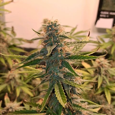 2 Auto Power Plant growlog timeline photo