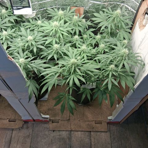 3 Critical Orange Punch growlog timeline photo
