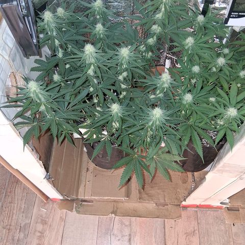 3 Critical Orange Punch growlog timeline photo