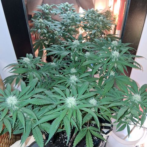 3 Critical Orange Punch growlog photo: Hoy descubrimos q el medidor marcaba 0.8 mas de lo real. ph 5.3 en sustratos pero siempre comiendo. proximos riegos ph 7.0 real tricodermas y booster