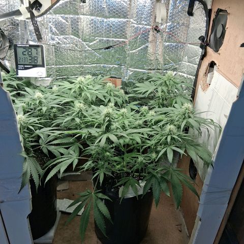 3 Critical Orange Punch growlog timeline photo