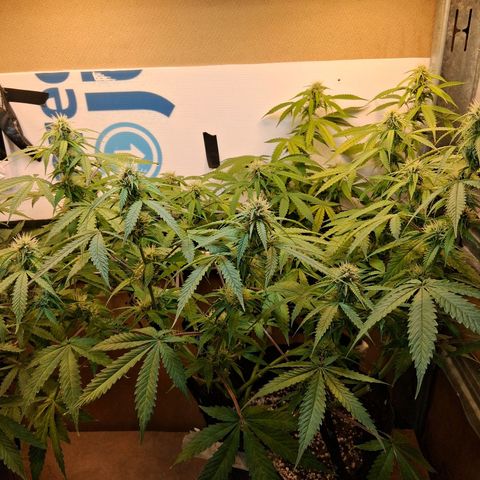 2 Auto Power Plant growlog timeline photo