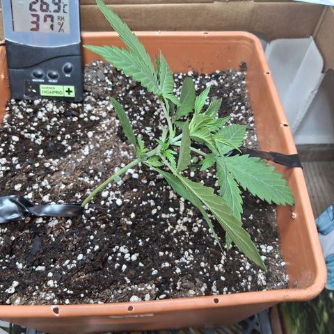 2 Rainbow maker Bsf  growlog timeline photo
