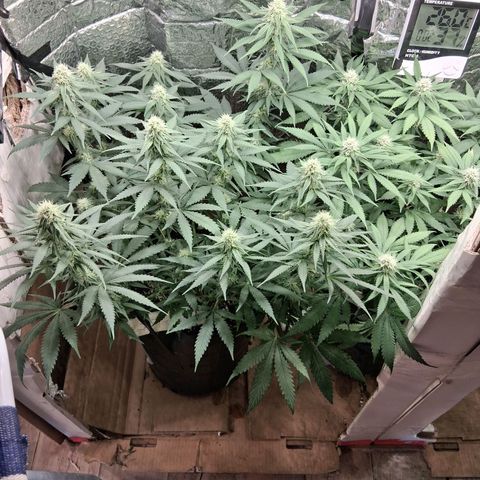 3 Critical Orange Punch growlog photo: Riego en ph alto drenan 5.7 5.7 y 5.2 la d la derecha 