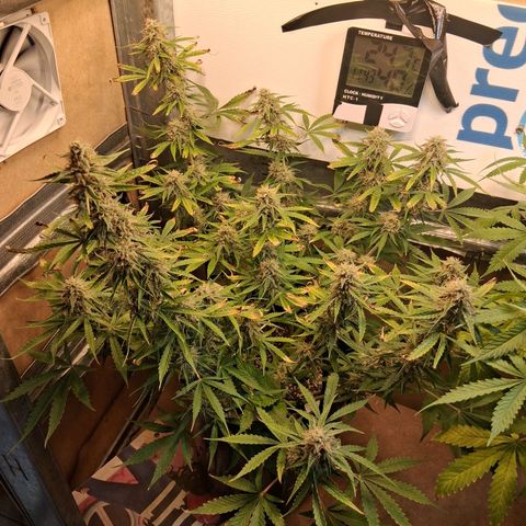 2 Auto Power Plant growlog timeline photo