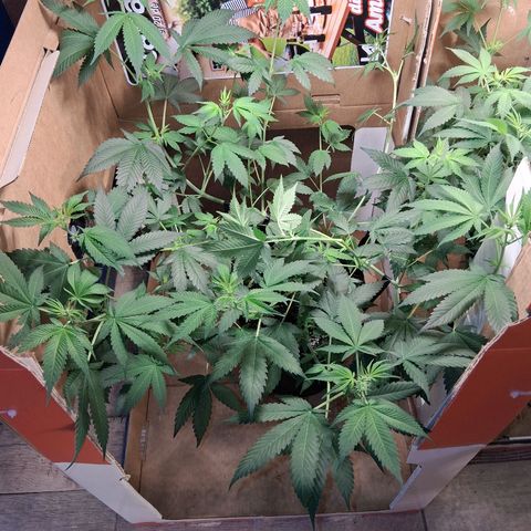 2 Egypto Indian seeds growlog timeline photo
