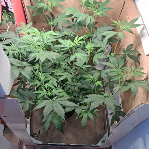 2 Egypto Indian seeds growlog timeline photo