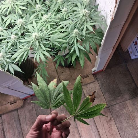 3 Critical Orange Punch growlog photo: Riego en ph alto drenan 5.7 5.7 y 5.2 la d la derecha 