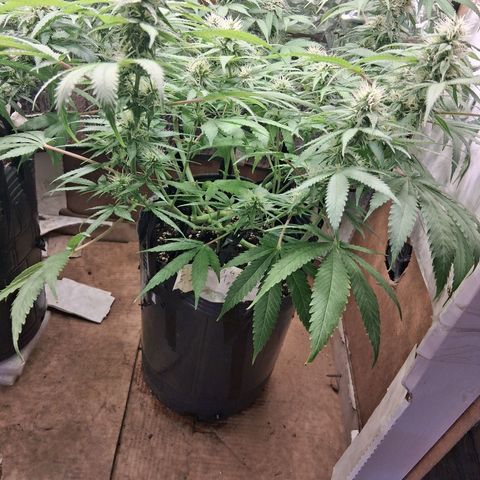 3 Critical Orange Punch growlog photo: Riego en ph alto drenan 5.7 5.7 y 5.2 la d la derecha 
