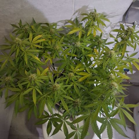2 Auto Power Plant growlog photo: power 1 ya casi cerrada power 2 drenaje 5.6 ec 1.0 no se pudo aprovechar semanas clave de engorde en las power plant por bloqueo de ph 