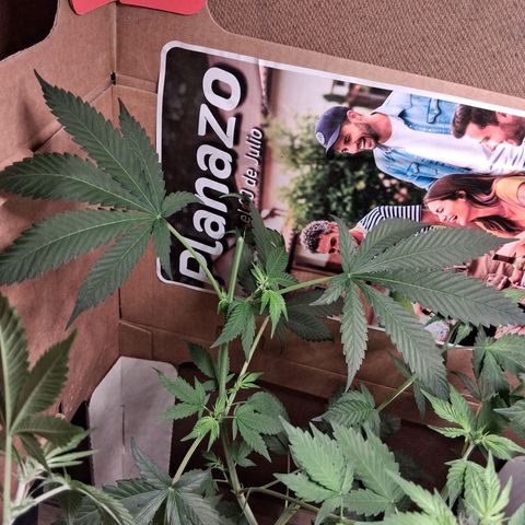 2 Egypto Indian seeds growlog photo: se quiebra una p7nta a cad una al querer hacer topping...