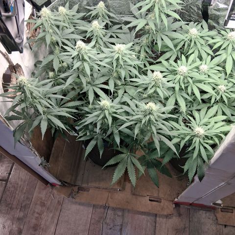 3 Critical Orange Punch growlog timeline photo