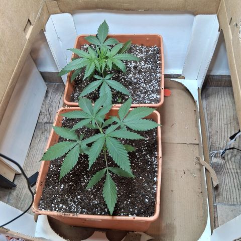 2 Rainbow maker Bsf  growlog timeline photo