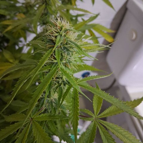 2 Auto Power Plant growlog photo: power 1 ya casi cerrada power 2 drenaje 5.6 ec 1.0 no se pudo aprovechar semanas clave de engorde en las power plant por bloqueo de ph 