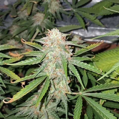 2 Auto Power Plant growlog photo: power 1 ya casi cerrada power 2 drenaje 5.6 ec 1.0 no se pudo aprovechar semanas clave de engorde en las power plant por bloqueo de ph 