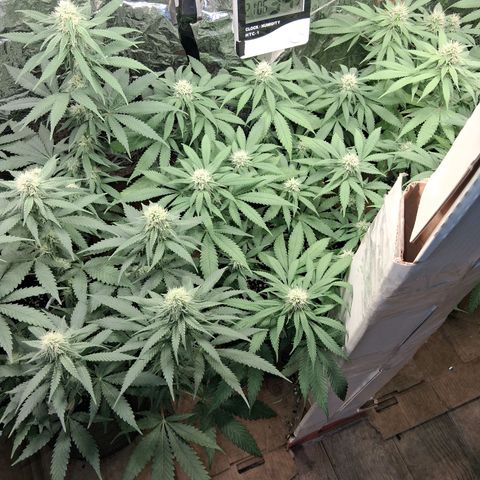 3 Critical Orange Punch growlog timeline photo
