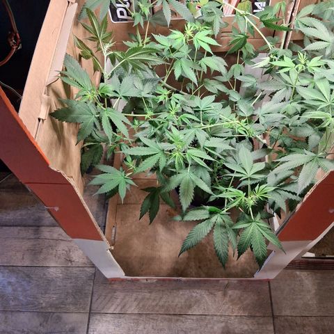 2 Egypto Indian seeds growlog photo: se quiebra una p7nta a cad una al querer hacer topping...