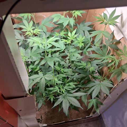 2 Egypto Indian seeds growlog photo: se quiebra una p7nta a cad una al querer hacer topping...