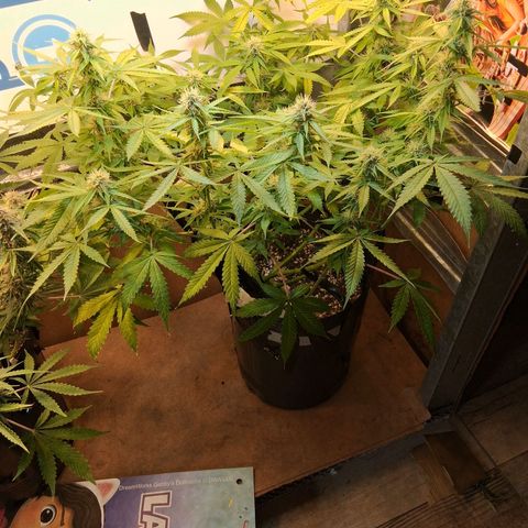 2 Auto Power Plant growlog timeline photo