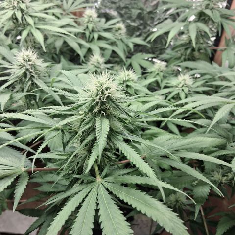 3 Critical Orange Punch growlog photo: Riego en ph alto drenan 5.7 5.7 y 5.2 la d la derecha 