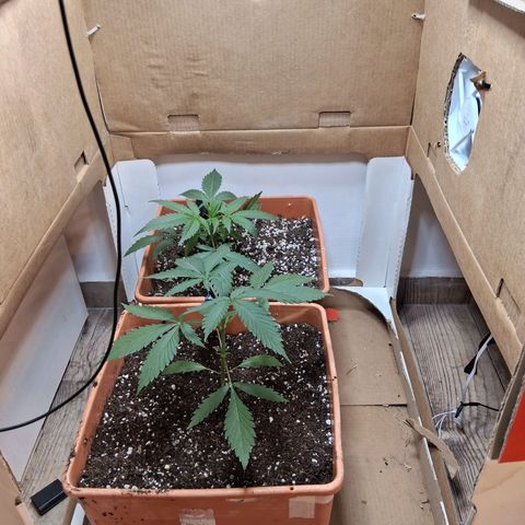 2 Rainbow maker Bsf  growlog timeline photo