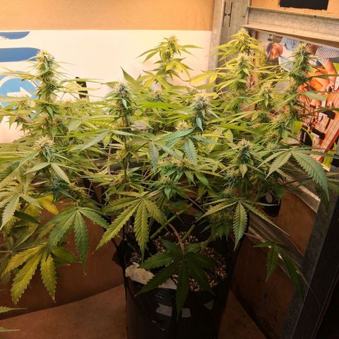 2 Auto Power Plant growlog timeline photo