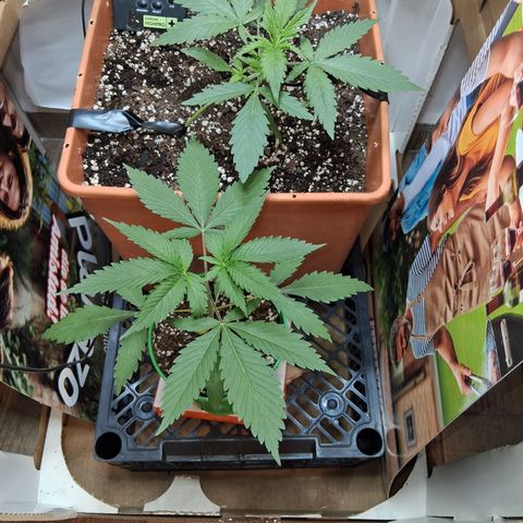 2 Rainbow maker Bsf  growlog timeline photo