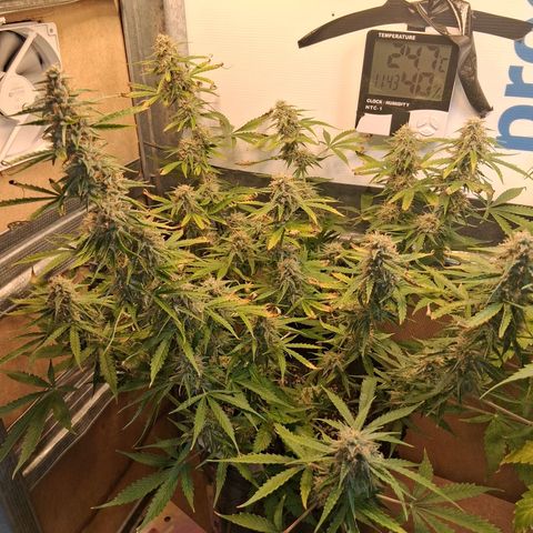 2 Auto Power Plant growlog timeline photo